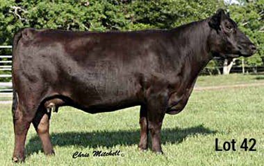 Lot 42 - TJB 921U HIGHLIGHT 575C ET